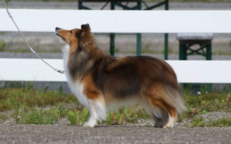 11705466_948676811841485_4570667972446008269_o